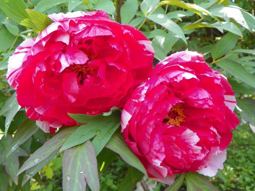 15 mai (61) - Bujori arbustivi si itoh 2019