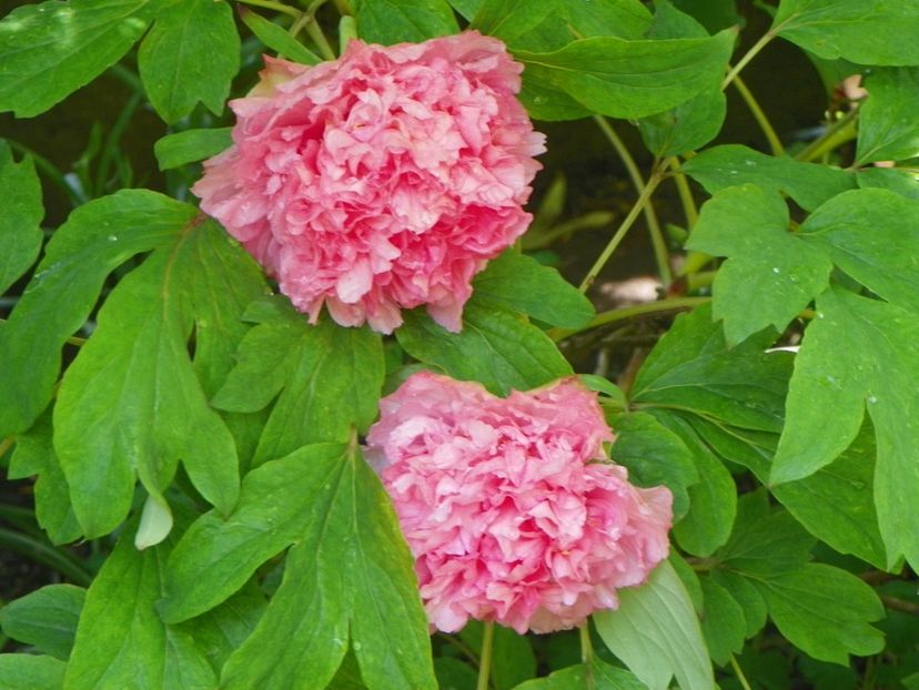 15 mai (73) - Bujori arbustivi si itoh 2019