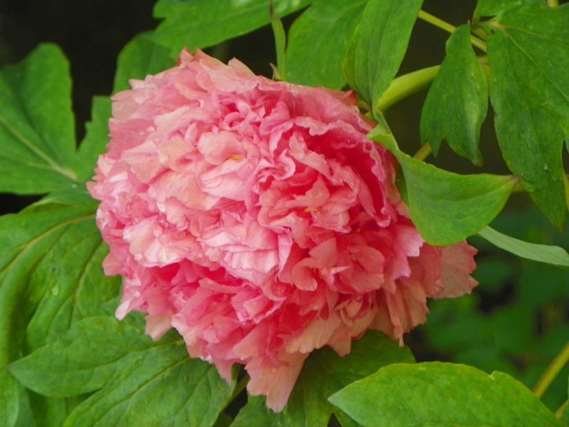 15 mai (74) - Bujori arbustivi si itoh 2019