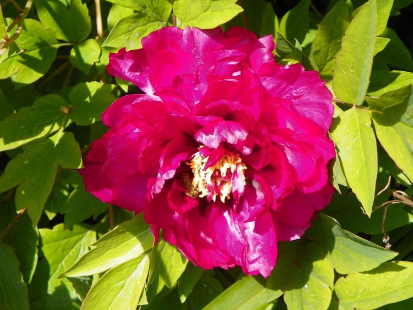 15 mai (99) - Bujori arbustivi si itoh 2019