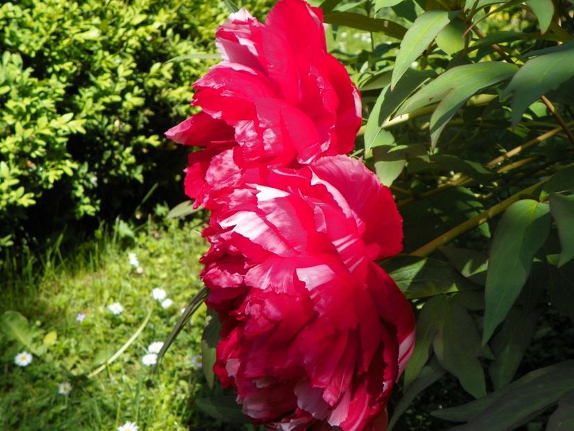 15 mai (103) - Bujori arbustivi si itoh 2019