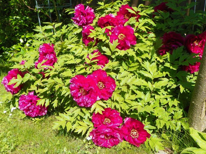 15 mai (107) - Bujori arbustivi si itoh 2019