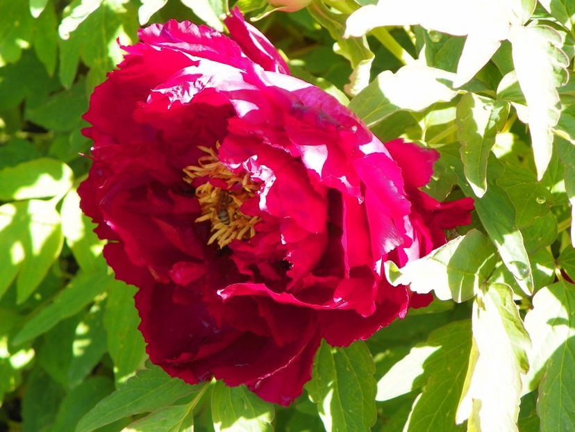 15 mai (108) - Bujori arbustivi si itoh 2019