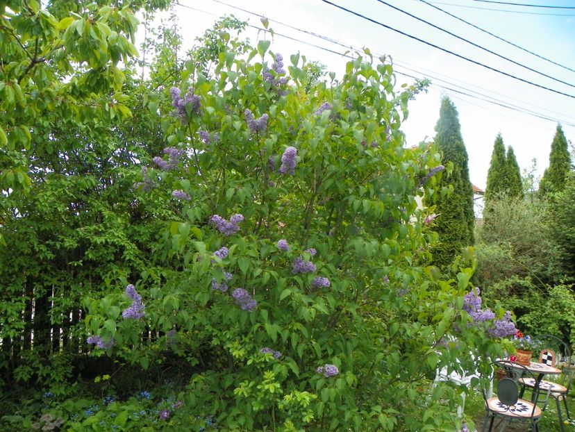 15 mai (27) - Gradina 2019