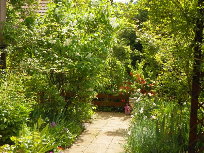 15 mai (30) - Gradina 2019