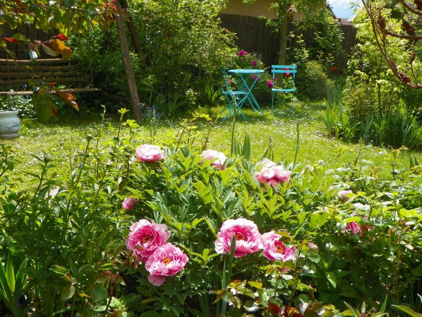 15 mai (33) - Gradina 2019