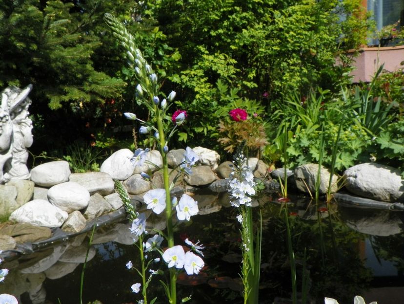 15 mai (41) - Gradina 2019