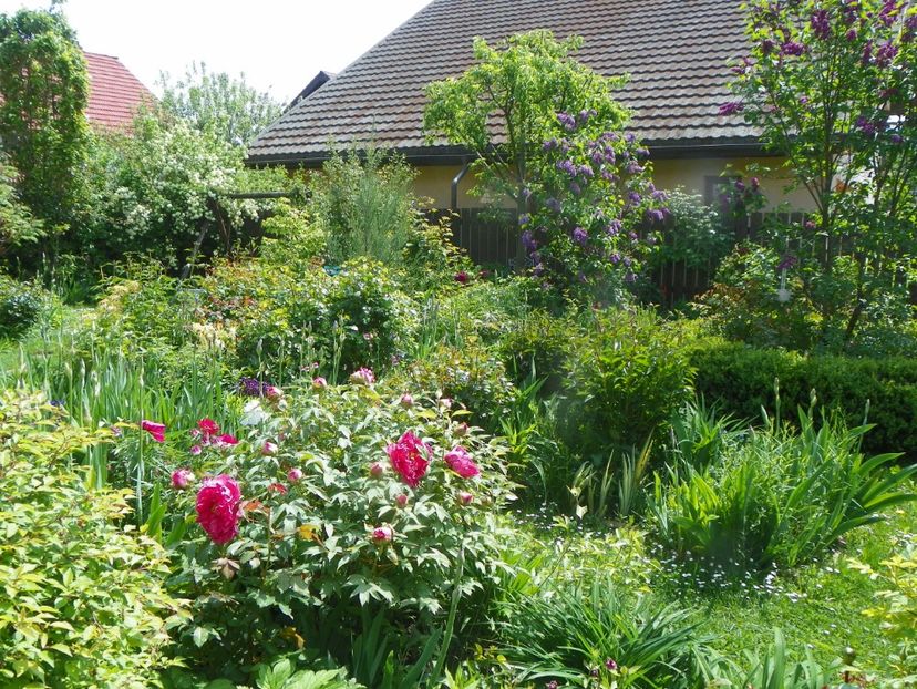 15 mai (89) - Gradina 2019