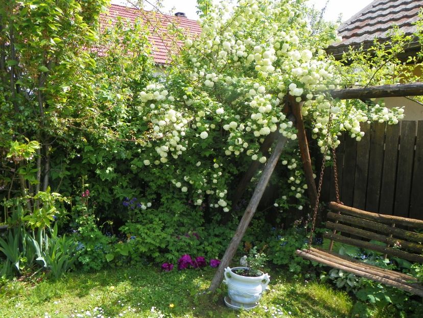 15 mai (97) - Gradina 2019