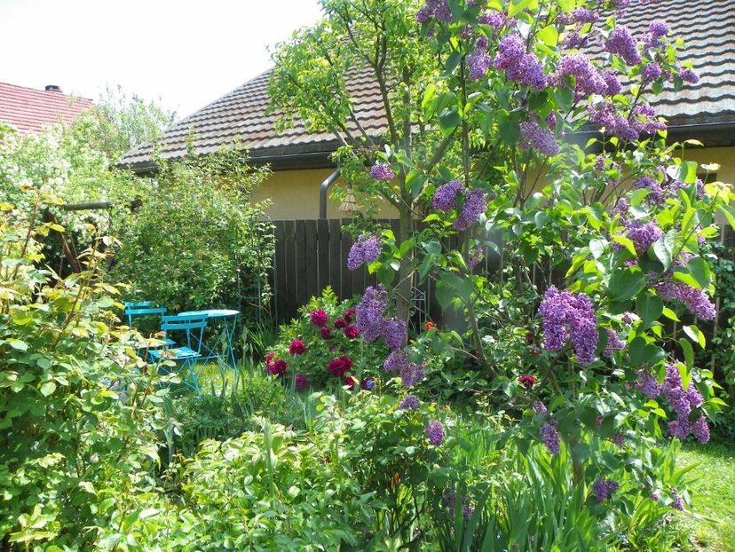 15 mai (100) - Gradina 2019