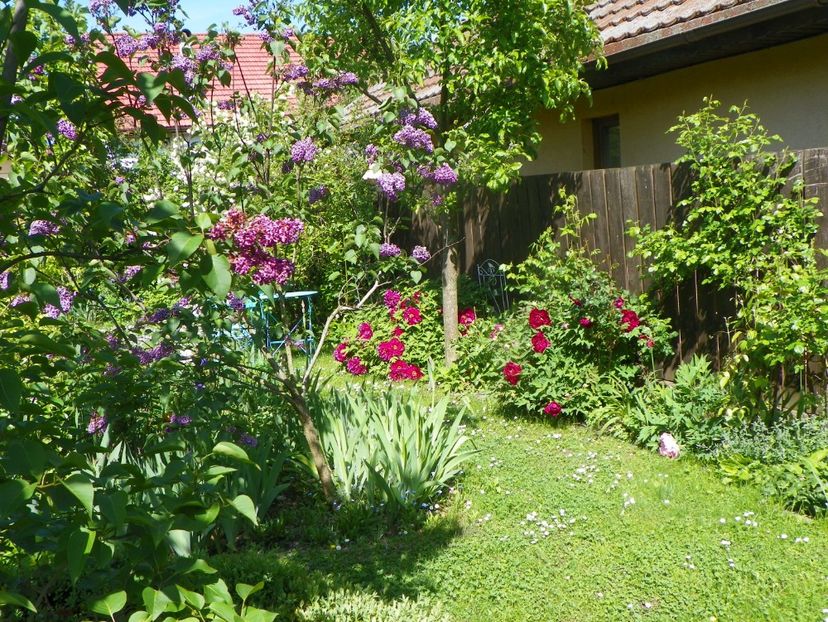 15 mai (104) - Gradina 2019