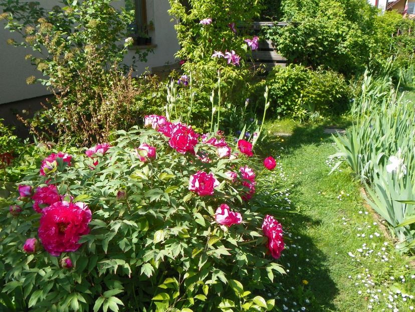 15 mai (115) - Gradina 2019