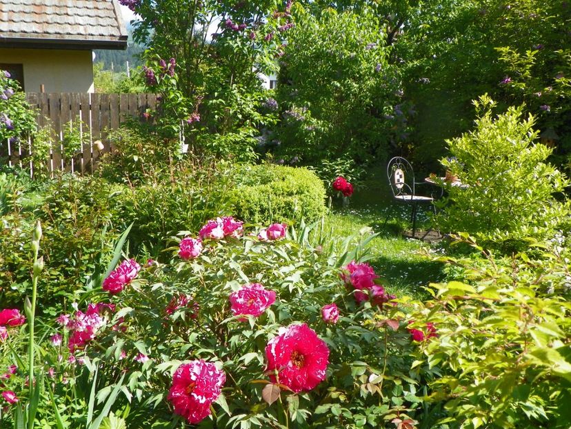 15 mai (116) - Gradina 2019