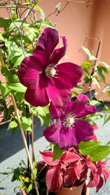 Clematis 'The President' - Clematis 2017
