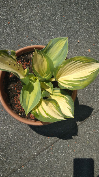 Hosta 'June' - Hosta 2018