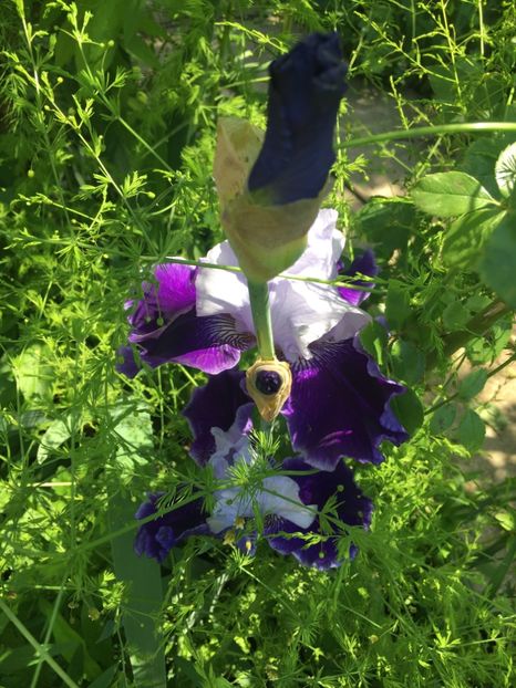 035082E8-01F4-40D4-B825-31791D342653 - Iriși 2019 2024