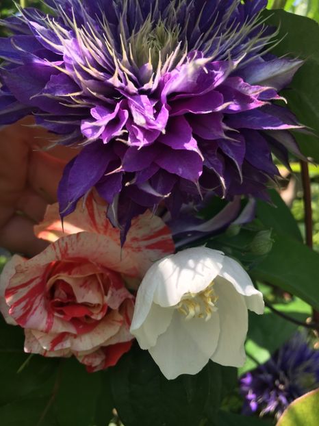 28B73C92-3E00-466E-AD0E-D6AEDE8D9E32 - Mai 2019