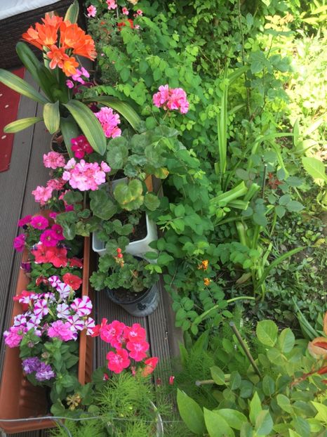 CDFC4960-E81E-4C4D-B1CF-DDC3D8D229F4 - Mai 2019