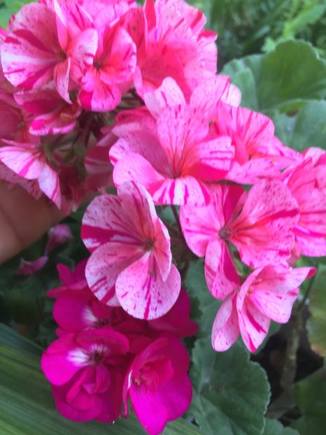 0392BFB9-837C-4E63-BEC7-2A8094626BB7 - 2019