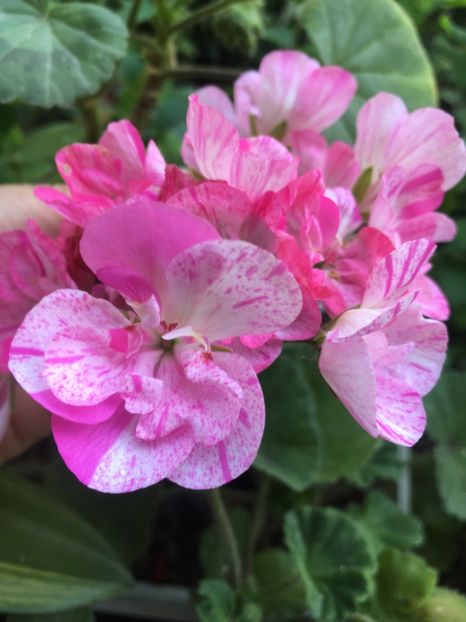 3A33FA4A-1463-44EB-9569-5CDA4AEDF300 - 2019