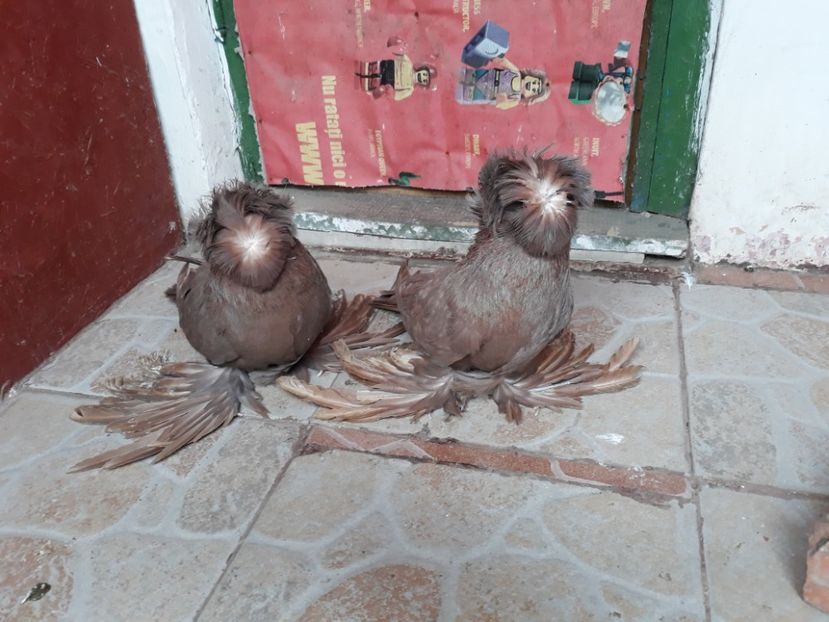  - TOBOSARI DE BUHARA POZE NOI 2019