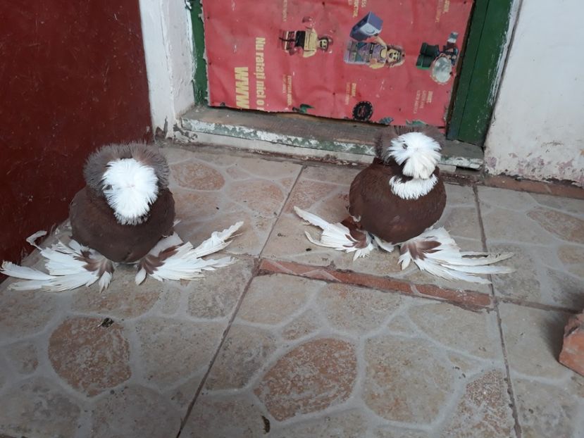  - TOBOSARI DE BUHARA POZE NOI 2019