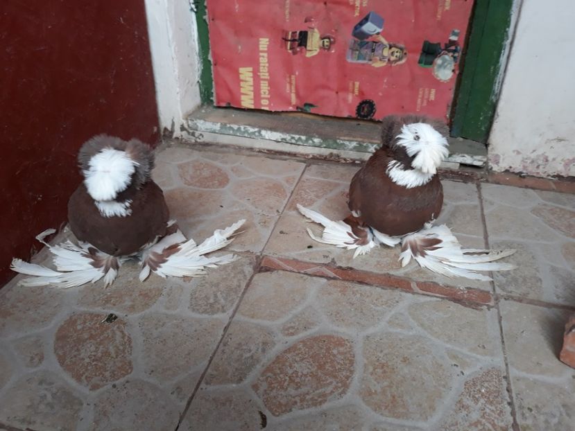  - TOBOSARI DE BUHARA POZE NOI 2019