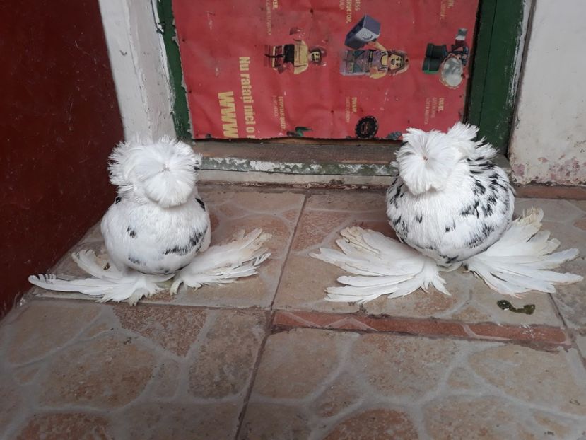  - TOBOSARI DE BUHARA POZE NOI 2019