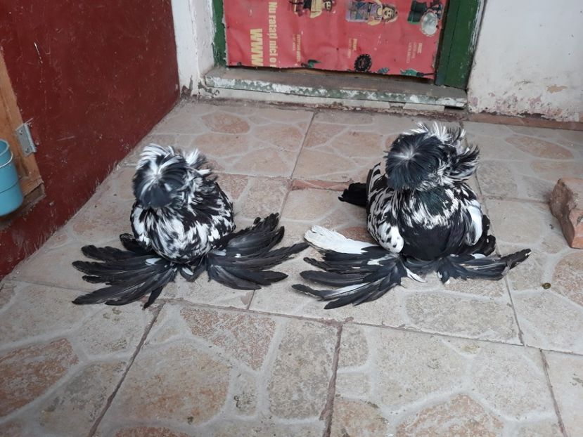  - TOBOSARI DE BUHARA POZE NOI 2019