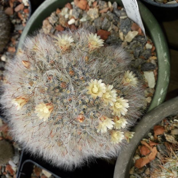 Mammillaria bocasana - Cactusi înfloriti 2019