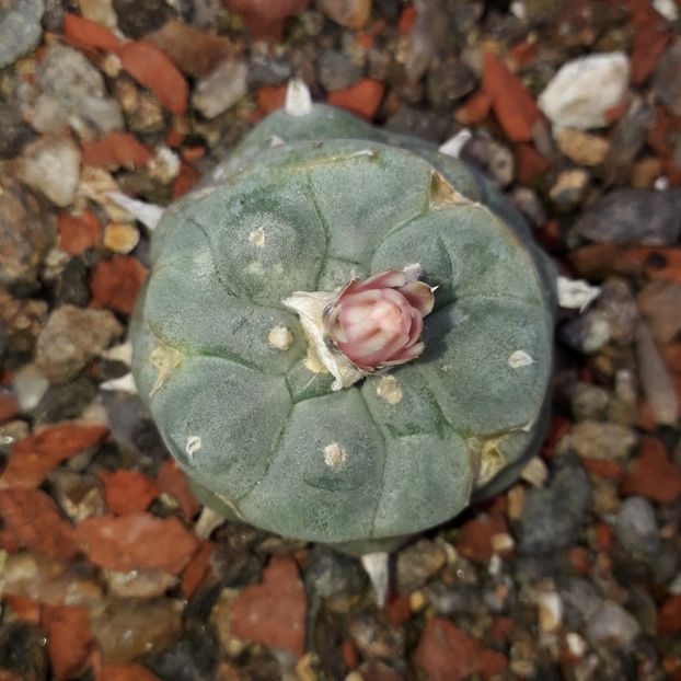 Lophophora williamsii - Cactusi înfloriti 2019