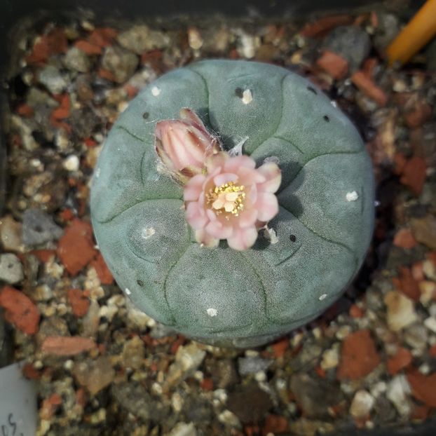 Lophophora williamsii - Cactusi înfloriti 2019