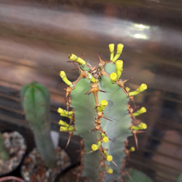 Euphorbia sp. - Cactusi înfloriti 2019