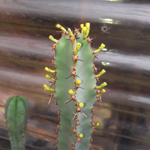 Euphorbia sp. - Cactusi înfloriti 2019