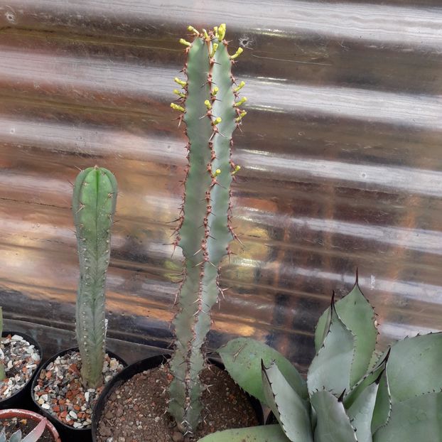 Euphorbia sp. - Cactusi înfloriti 2019