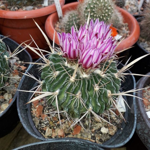 Echinofossulocactus violaciflorus - Cactusi înfloriti 2019