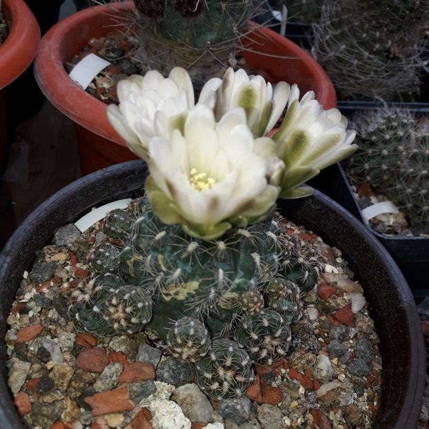 Gymnocalycium sp. - Cactusi înfloriti 2019