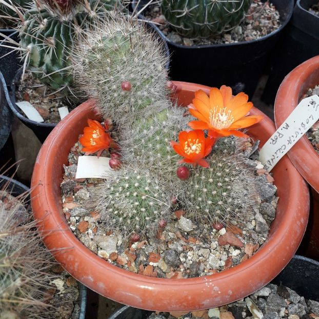 Lobivia cinabarina - Cactusi înfloriti 2019