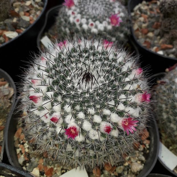 Mammillaria sp. - Cactusi înfloriti 2019