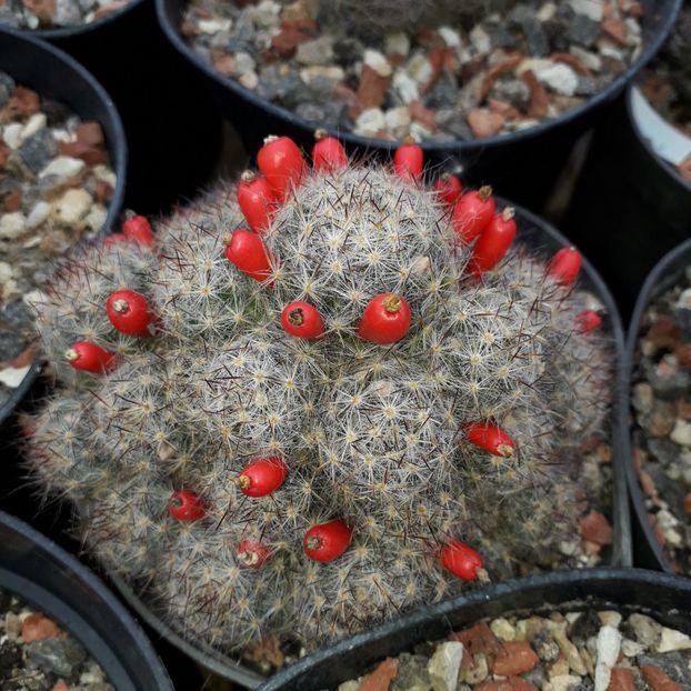 Mammillaria prolifica fructe - Cactusi înfloriti 2019