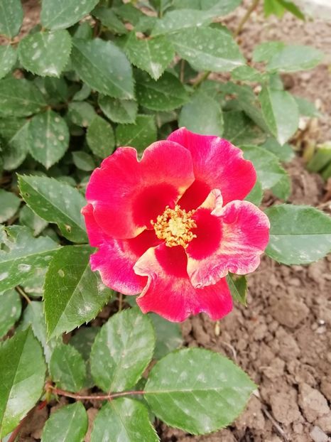 2019-18.05 - Sunshine Babylon Eyes