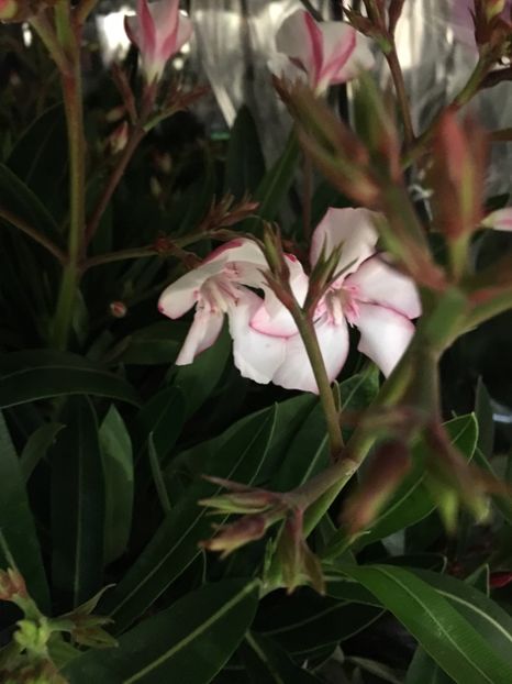 47A3B347-8621-4412-BD31-9D8E2CCD595A - Leandru