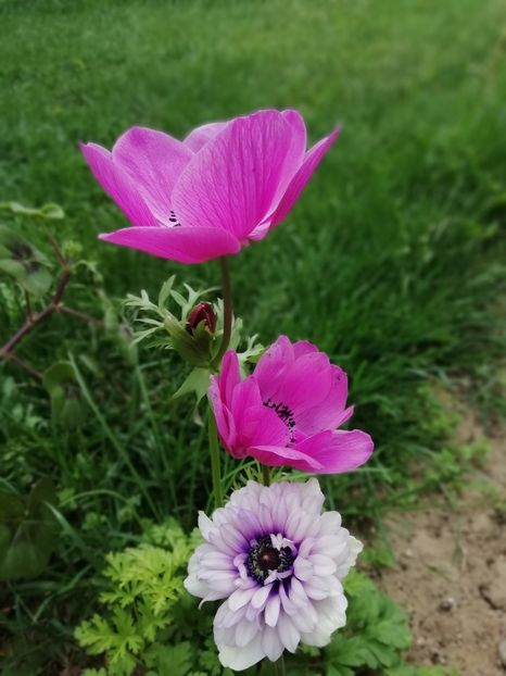 2019-18.05 - gradina 2019