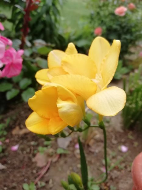 2019-18.05 - gradina 2019