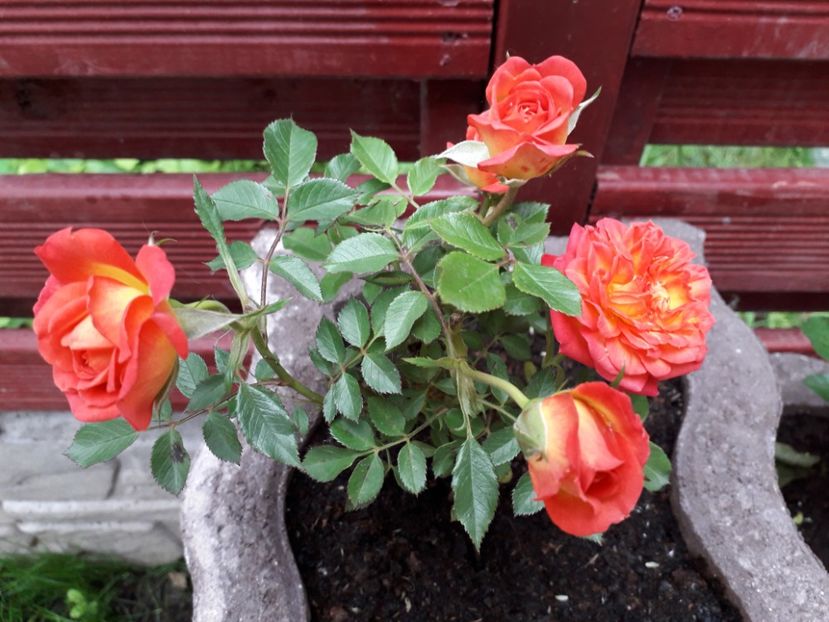  - MAi 2019