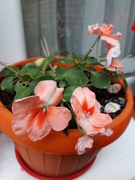  - MAi 2019
