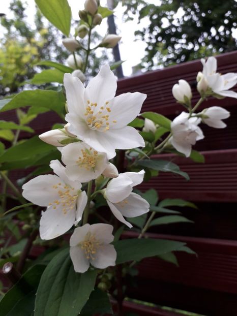  - MAi 2019