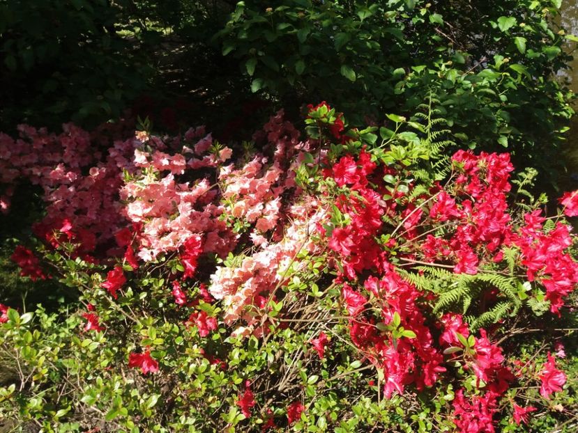  - Cluj Gradina botanica