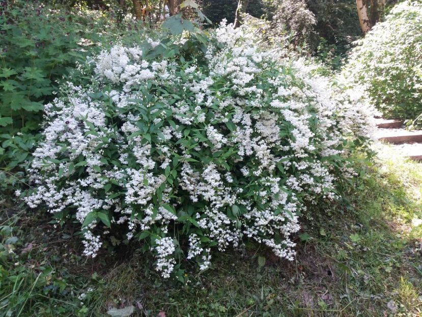  - Cluj Gradina botanica