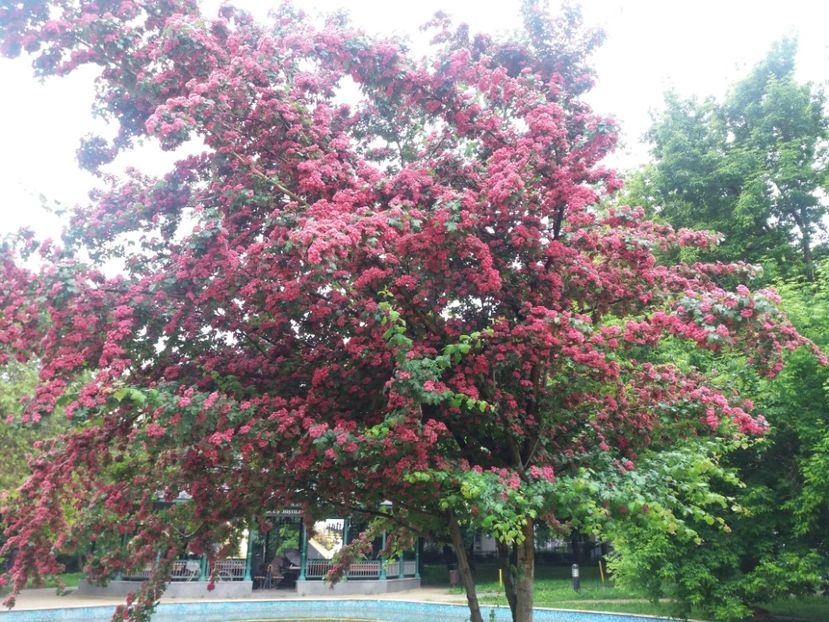  - Cluj Gradina botanica